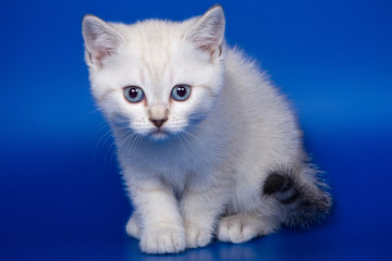 British kittens on blue backgrounds