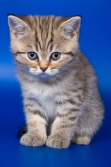 British kittens on blue backgrounds