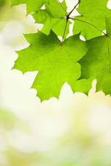 Green leaves of a maple