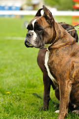 Fototapeta premium dog