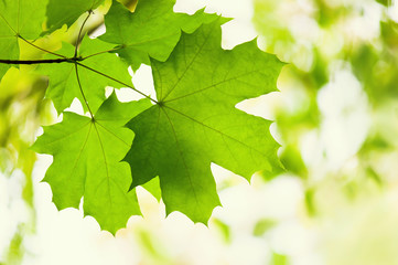 Green leaves of a maple