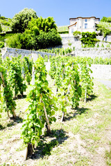 Fototapeta na wymiar vineyard of Chateau Grillet, Rhone-Alpes, France