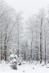 winter forest, Czech Republic