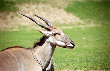 Eland in a Safaripark, Ganserndorf, Austria
