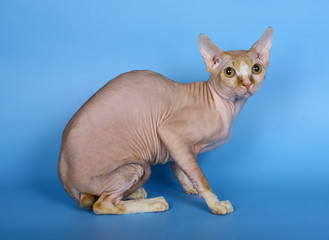Sphynx cat on a blue background.