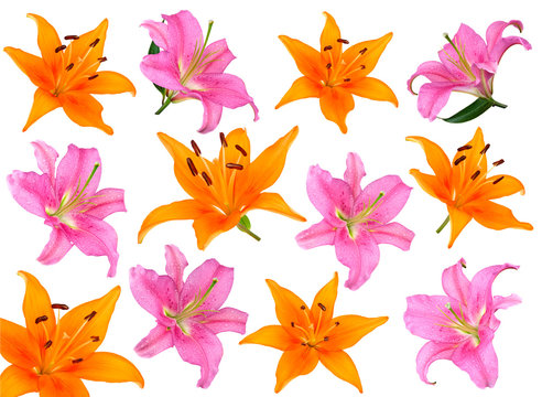 Fototapeta fleur lys