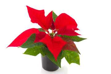 Poinsetta for Christmas