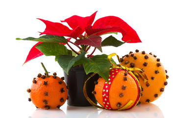 Poinsettia and oranges with cloves © Ivonne Wierink