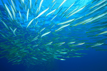 Fototapeta na wymiar Ławica Yellowtail Barracudas ryb