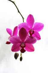 Orchidee 1