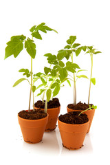 Young tomato plants