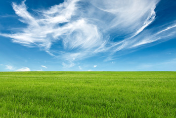 Fototapeta na wymiar blue sky and green grass for successful advertisemen