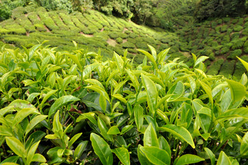 Tea leaves