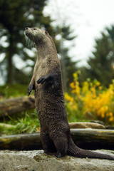 Sea Otter