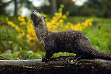 Otter