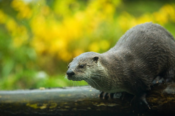Sea Otter