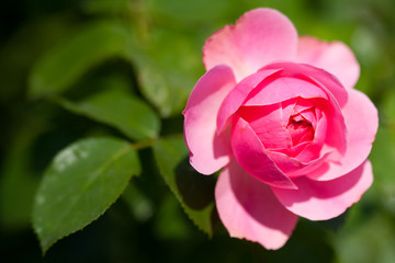 Beautiful rose