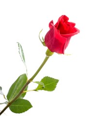 Red rose isolated on white background