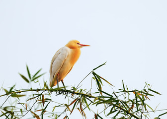 White bubulcus ibis sitting on bamboo tree, Pokhara, Nepal