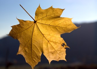 Sunny autumn maple (Acer Platanoides)