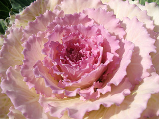Cabbage garden curly, decorative (Vrassica oleracea)