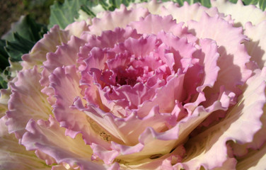 Cabbage garden curly, decorative (Vrassica oleracea)
