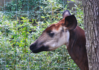 An Okabi mammal from Africa at a zoo