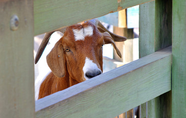 White and brown goat, behind a wooden fence, at a zoo