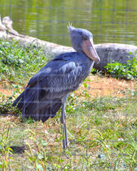 A rare african Shoebill Stork bird at a zoo