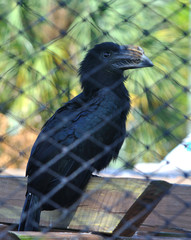 Fototapeta premium Black tropical american toucan at a zoo