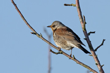 Turdus pilaris