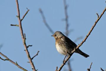 Turdus pilaris