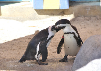 Two cute penguins being affectionate with each other