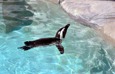 A humboldt penguin swimming