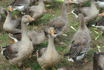 geese 2