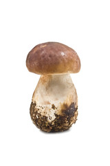 forest mushroom