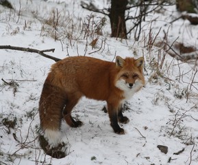 renard roux