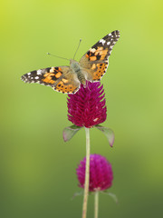 Painted Lady (Vanessa cardui)