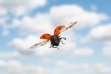 Fotobehang Flying ladybug in the sky © tmass