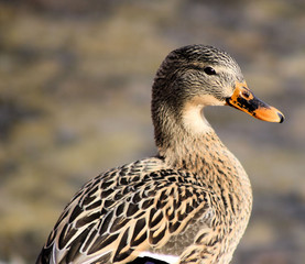 Mallard Female Duck