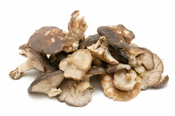 Fototapeta premium oyster mushrooms on white background