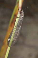 Ant-lion