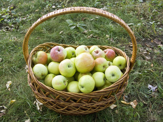 Apples in a wattled basket