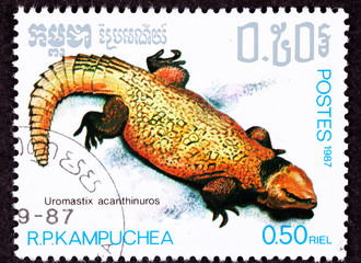 Yellow Bell's Dabb Spiny-Tailed Lizard Uromastyx Acanthinura