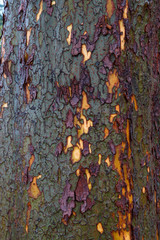 Green purple yellow bark vertical
