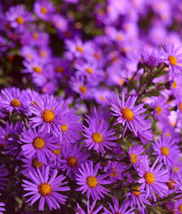 Obraz premium Asters
