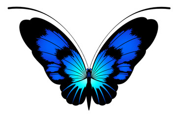 beautiful butterfly for a design
