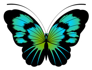 beautiful butterfly for a design