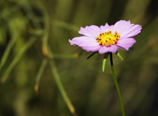 Obraz premium Cosmos