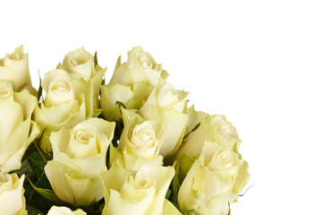 beautiful roses